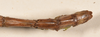 CollectionObject 1558907; befd21c5-dcfc-4676-97a0-634fd379bff4: copyright OUMNH. male: end of abdomen, dorsal view of synonym Haplopus cythereus (lectotype). (CollectionObject).