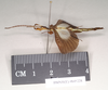 CollectionObject 1563454; 0830d837-4039-465a-a532-c44ed5893def, NHMUK(SF IMPORT DUPLICATE) 845228: copyright Natural History Museum, London. male, lateral view (holotype). (CollectionObject).