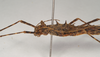 Ommatopseudes harmani (Brock, 1995): copyright Natural History Museum, London. female: head and thorax, lateral view (paratype). (Otu).