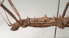 CollectionObject 1560273; 6ce14ac0-25f6-45dd-a0c7-f2e51e329f2b, NHMUK(SF IMPORT DUPLICATE) 844965: copyright Natural History Museum, London. female: head and thorax, lateral view (holotype). (CollectionObject).