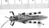 CollectionObject 1523906; ae3dee52-0475-4aae-a5cd-b28f58b394d8: male, dorsal view (syntype of Diponthus schulzi). (CollectionObject).