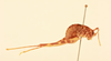 CollectionObject 2069340; NHMUK012505202, 79b576c3-9a46-4e93-bc1a-93573782c939: female, lateral view (paralectotype). (CollectionObject).
