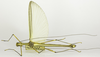 CollectionObject 1590067; c19d26b2-76c8-4f3e-906b-094582e88dc8: copyright MZSP, Sao Paulo. male (paratype). (CollectionObject).;CollectionObject 1590068; fb027d10-14e8-4d5b-93ed-455380b354d2: copyright MZSP, Sao Paulo. male (paratype). (CollectionObject).