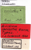 CollectionObject 1538324; 6bf2dd5d-ee97-4301-844d-a9f342dab482: labels (holotype of Abracris coelestre). (CollectionObject).