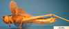 CollectionObject 1538340; dae0d230-ad6d-48d0-ae24-3ae063ab80a1: female, lateral view (holotype). (CollectionObject).