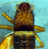 CollectionObject 1580116; f7ef8abe-029f-4beb-9cbf-894c70302729: female, head and pronotum, dorsal view (paratype). (CollectionObject).