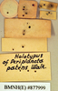 Fortiblatta brunnea (Burmeister, 1838): Holotype, female, labels, reverse. BMNH(E)#877999. (Otu).