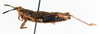 CollectionObject 1573933; 50ab9724-a215-4636-be39-81780696cd80: male, lateral view (paratype). (CollectionObject).