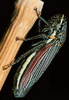 Habitus, dorsal view on Cuerna alpina Oman & Beamer, 1944: U.S.A., Nebraska, Sioux Co., Rt. 20, 1mi E of Harrison. Photo: R. Rakitov. (Observation).