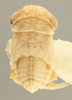 Nymph on Ceratagallia artemisia Oman, 1939: Nymph. (Observation).
