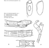 CollectionObject 1561874; a70d0004-8862-484d-989b-a06ba4ed7e24: from original publication, Zompro 1998. egg; end of abdomen in male and female. (CollectionObject).