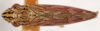 Habitus, dorsal view: !! display not done !! on Ehagua dubiosa (Dozier, 1931): (Observation).