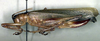Eubliastes chlorodictyon Montealegre-Z. & Morris, 1999: female, lateral view (paratype). (Otu).
