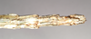CollectionObject 1559877; NHMUK(SF IMPORT DUPLICATE) 845086, cec9353d-0311-4129-b4c7-132ab6f7d6e5: copyright Natural History Museum, London. female: end of abdomen, ventral view of synonym Monandroptera inuncans (lectotype). (CollectionObject).