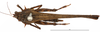CollectionObject 1575692; e55b9705-3c09-4b61-b04f-7091acefa18a: female, dorsal view. (CollectionObject).