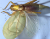 Burnuia mirru Rentz, 2001: male habitus, dorsal view (paratype). (Otu).