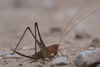 Rhacocleis germanica (Herrich-Schäffer, 1840): female in lateral view (from Croatia: Korcula Isl.). (Otu).