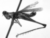 CollectionObject 1521395; fed78c2e-1964-49f5-b08c-913c7712c955: Image Carbonell, C.S. male, lateral view (lectotype). (CollectionObject).