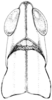 Morsea californica Scudder, 1898: Fig. 225. female, head and pronotum, dorsal view. (Otu).
