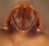 Terminalia, in situ on Delphacodes platystylus Muir, 1930: (Observation).