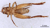 CollectionObject 1522769; dce6a054-9683-429a-ba6c-0b0b5a6e285c: Male, ventral view (holotype). (CollectionObject).