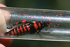 Maura rubroornata (Stål, 1855): 2014. male, ventral view (Kwa Zulu Natal, Drakensberg, Wittieshoek, 2300 m). (Otu).