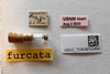 Other: !! display not done !! on Bothriocera furcata Caldwell, 1943: (Observation).