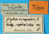 CollectionObject 1476502; ce73b3a8-5929-4876-9d2d-74fd1e716b08: labels (syntype of Gryllus cephalotes). (CollectionObject).