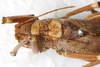 CollectionObject 1531857; NMW 25432, 85635786-1f11-4b5e-8cf8-2ef3f455263a: male, dorsal view (holotype). (CollectionObject).