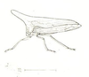 Habitus, lateral view: !! display not done !! on Thelia bimaculata (Fabricius, 1794): (Observation).
