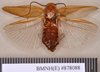 Oxyhaloa buprestoides (Saussure, 1862): Holotype, female, dorsal. BMNH(E)#878088. (Otu).