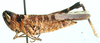 Malcolmburria angolensis Uvarov, 1953: female, lateral view. (Otu).