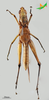CollectionObject 2243577; d450f3a6-bbde-415c-903b-c870102abb23, Unioeste Cascavel K-0610: Male, ventral view. (CollectionObject).