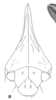 Head: !! display not done !! on Enchenopa monoceros (Germar, 1821): (Observation).