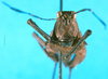 CollectionObject 1500255; 4ec3ac47-335c-4345-9c3c-63ecaccf562b: female, frontal view (holotype). (CollectionObject).