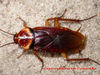 Periplaneta americana (Linnaeus, 1758): Copyright Victor Demeshko. Periplaneta americana adult female. Captive reared. (Otu).