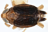 Habitus, dorsal view on Delphacodes lividus Beamer, 1948: (Observation).