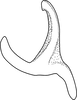 Aedeagus, ventral view on Arboridia (Arboridia) koreana Oh & Jung, 2015 now Arboridia (Arboridia) agrillacea (Anufriev, 1969): Aedeagus, ventral view. (Observation).