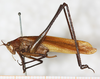 male, lateral view. Depicts CollectionObject 1566595; NMW 8357, 4cc439f5-f56c-45f9-9d8d-7aa921afc3b0, a CollectionObject.