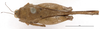 CollectionObject 1506790; 03a8b3fe-7536-4395-9c39-a40ae456a490: female, dorsal view (holotype). (CollectionObject).