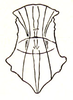 Stenoxyphula excisa (Ramme, 1941): Fig. 16. male pronotum, dorsal view. (Otu).