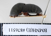 CollectionObject 1552821; NHMUK(SF IMPORT DUPLICATE) BMNH(E) 876511, 62918224-64db-4cce-87ed-5ccbc58f0eb3: Copyright NHM, London. Holotype female, lateral view. (CollectionObject).