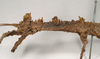CollectionObject 1561821; c6b78b68-04f1-4a26-a7fa-c3d8ba93f2b9: copyright Natural History Museum, London. female: head and thorax, lateral view (holotype). (CollectionObject).