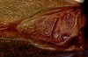 Eulioptera reticulata planilima Ragge, 1980: male stridulatory apparatus (paratype). (Otu).