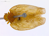 Habitus, dorsal view: (Observation).