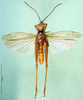 CollectionObject 1501527; 2bb1e6ae-5dd4-4c93-845b-7884ededd510: male, ventral view (syntype). (CollectionObject).