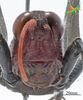 CollectionObject 2243564; 400565b4-3de2-4220-95b8-7bc8647846e2, Unioeste Cascavel K-0596: Male, frontal view. (CollectionObject).