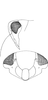 Head on Salsocolila plana (Theron, 1979): Head. (Observation).