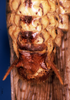 CollectionObject 1505405; fad9972a-8e1a-432b-98b6-b837cefd440d: male abdomen tip, ventral view. (CollectionObject).