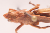 CollectionObject 1583984; TMSA TMOR30360, 96366afa-27fb-45b8-96db-c5da0d66484d: male, head and pronotum, dorsal view. (CollectionObject).